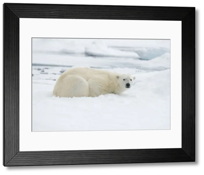 Framed Print : DDE-90034384 Framed Print : DDE-90034384
