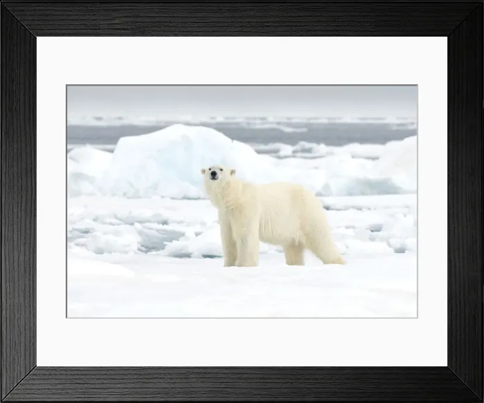 Framed Print : DDE-90034391 Framed Print : DDE-90034391