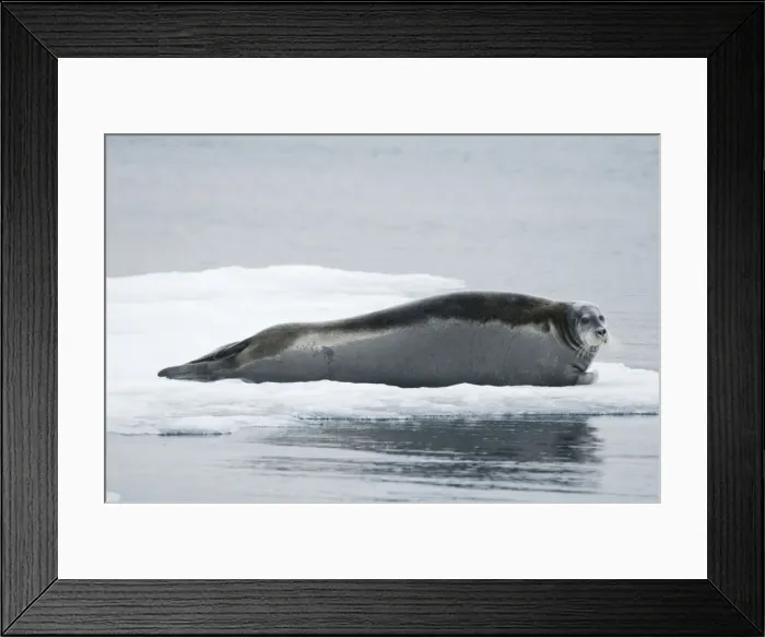 Framed Print : DDE-90034394 Framed Print : DDE-90034394