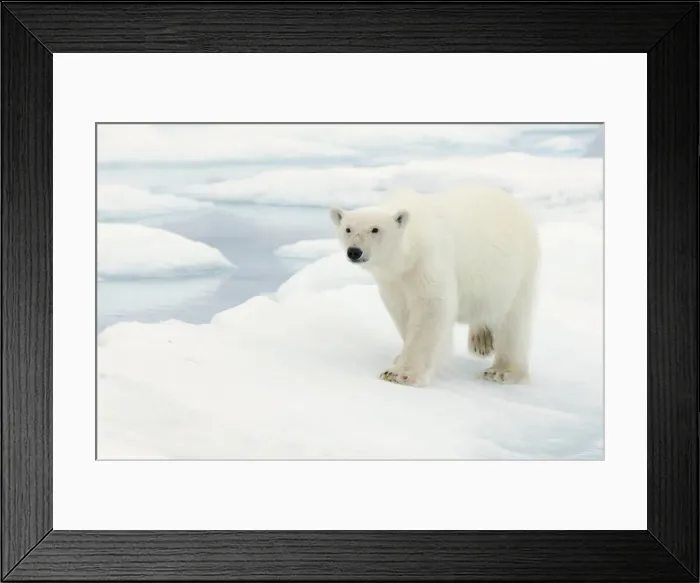 Framed Print : DDE-90034400 Framed Print : DDE-90034400