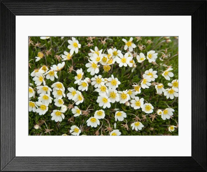 Framed Print : DDE-90034399 Framed Print : DDE-90034399