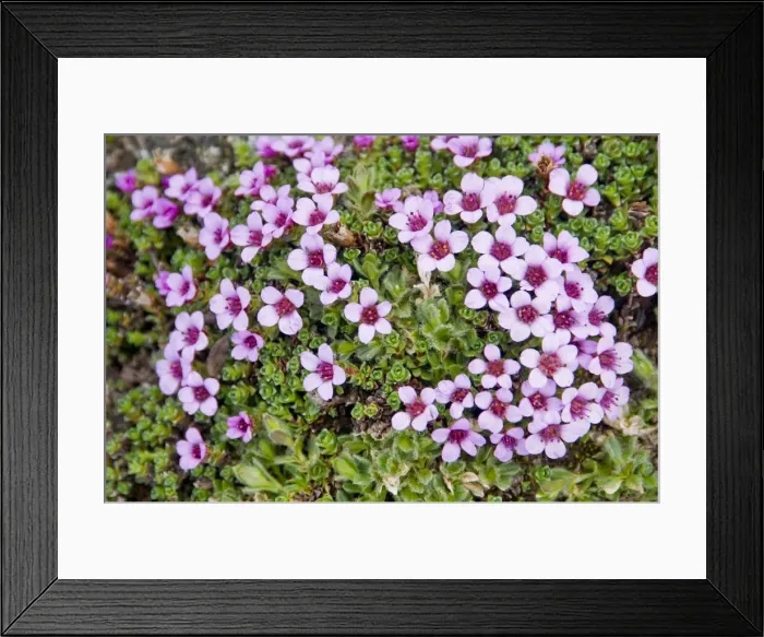 Framed Print : DDE-90034404 Framed Print : DDE-90034404