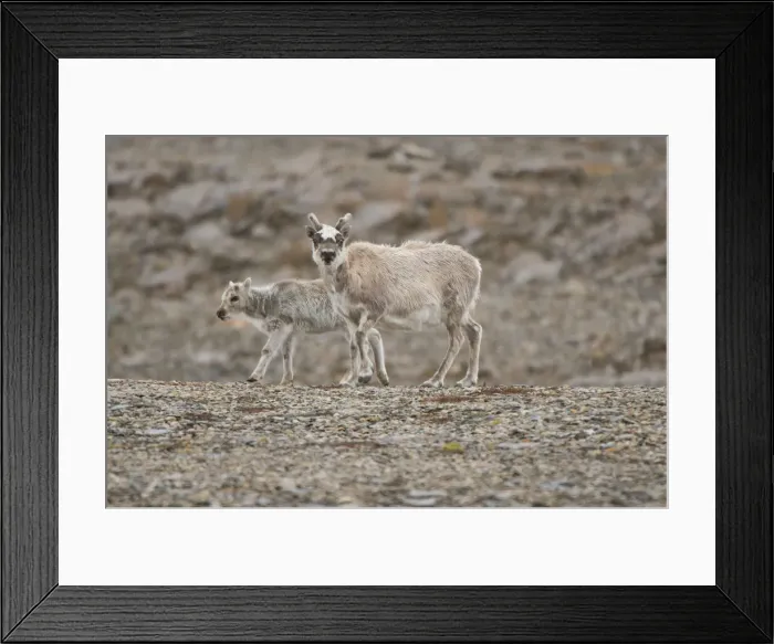 Framed Print : DDE-90034409 Framed Print : DDE-90034409