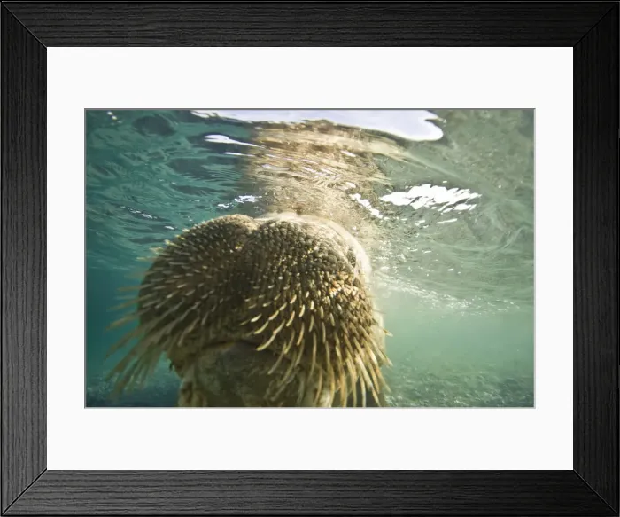 Framed Print : DDE-90034411 Framed Print : DDE-90034411