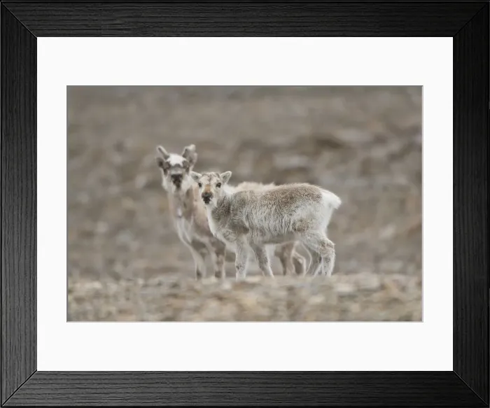 Framed Print : DDE-90034410 Framed Print : DDE-90034410