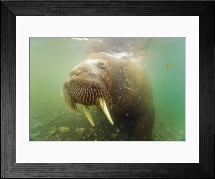 Framed Print : DDE-90034415 Framed Print : DDE-90034415