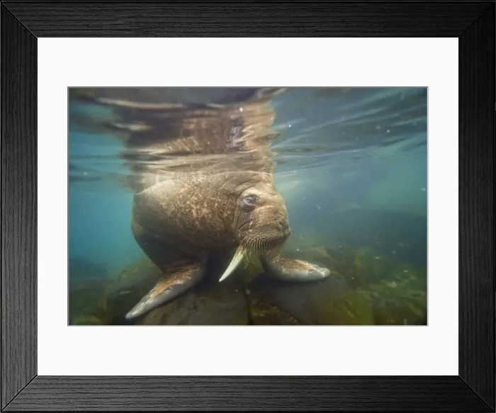 Framed Print : DDE-90034416 Framed Print : DDE-90034416