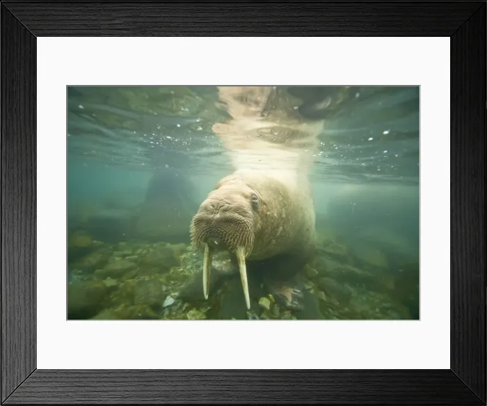 Framed Print : DDE-90034417 Framed Print : DDE-90034417