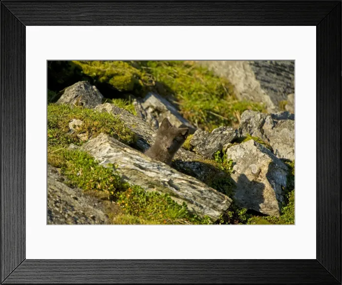 Framed Print : DDE-90034418 Framed Print : DDE-90034418