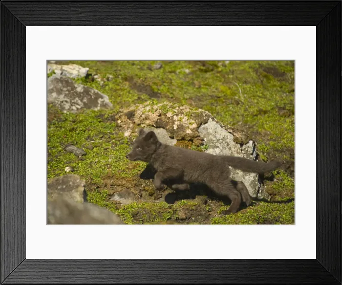 Framed Print : DDE-90034419