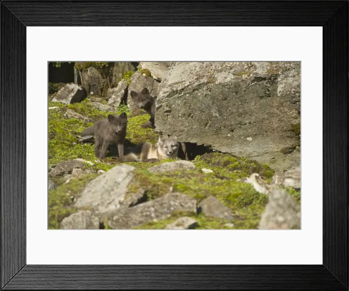 Framed Print : DDE-90034420 Framed Print : DDE-90034420