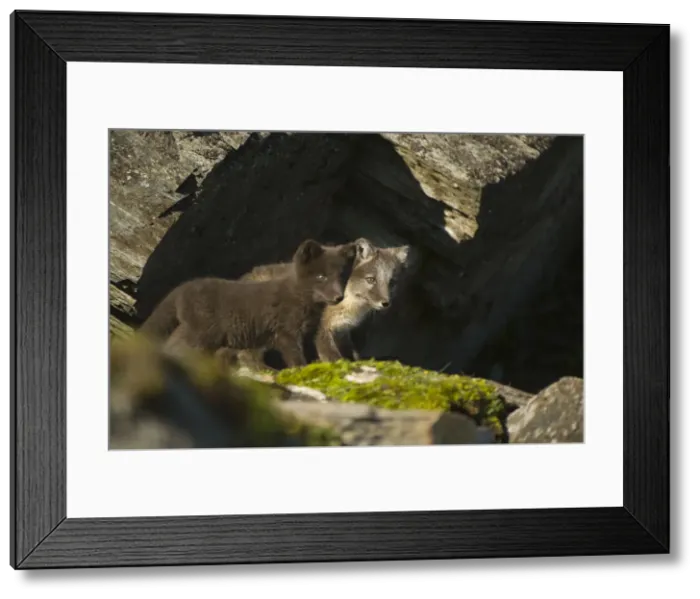 Framed Print : DDE-90034421 Framed Print : DDE-90034421