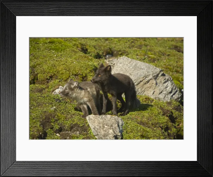 Framed Print : DDE-90034422