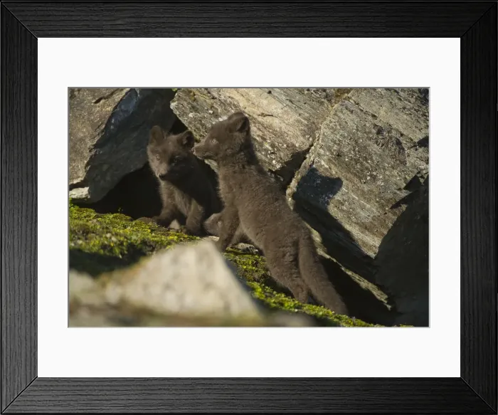 Framed Print : DDE-90034423 Framed Print : DDE-90034423