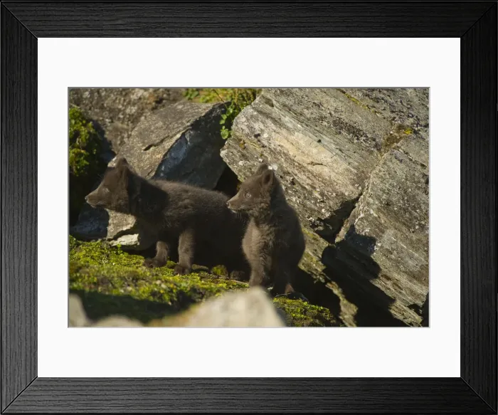 Framed Print : DDE-90034424 Framed Print : DDE-90034424