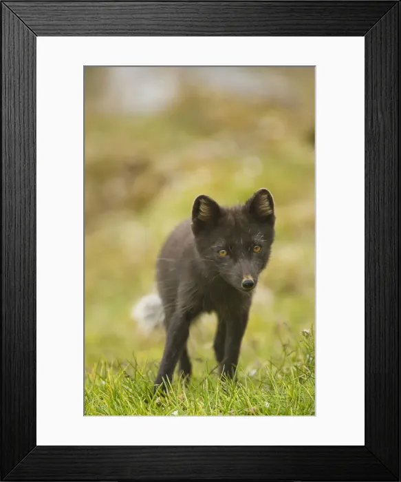 Framed Print : DDE-90034428 Framed Print : DDE-90034428