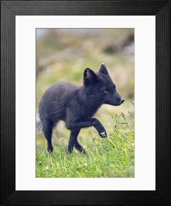 Framed Print : DDE-90034429