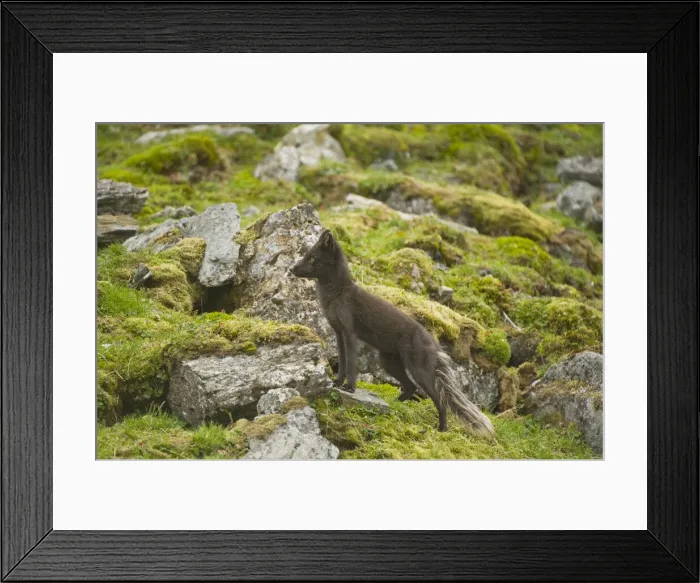 Framed Print : DDE-90034430 Framed Print : DDE-90034430
