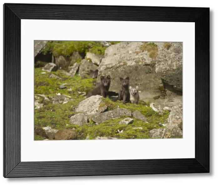 Framed Print : DDE-90034431 Framed Print : DDE-90034431