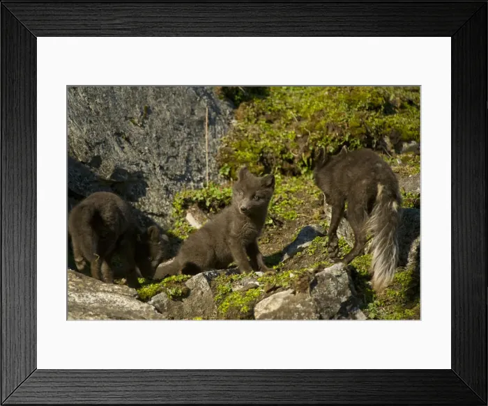 Framed Print : DDE-90034432 Framed Print : DDE-90034432