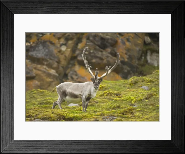 Framed Print : DDE-90034435 Framed Print : DDE-90034435