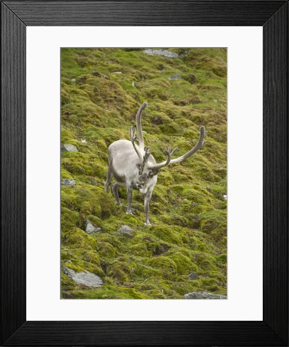 Framed Print : DDE-90034436