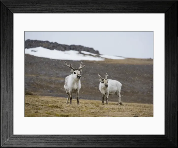 Framed Print : DDE-90034438 Framed Print : DDE-90034438