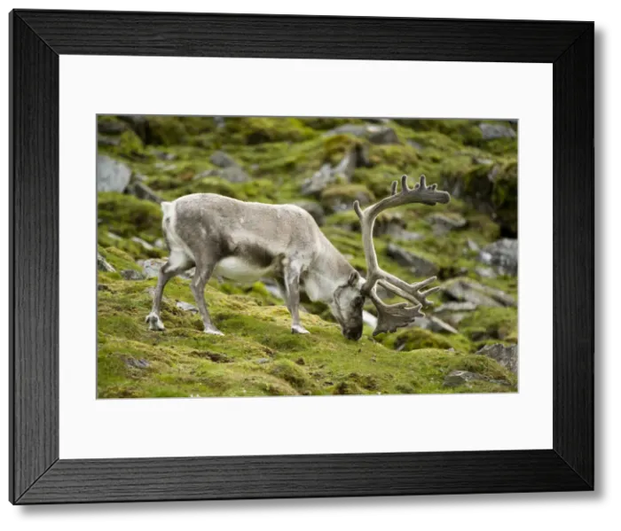 Framed Print : DDE-90034437 Framed Print : DDE-90034437