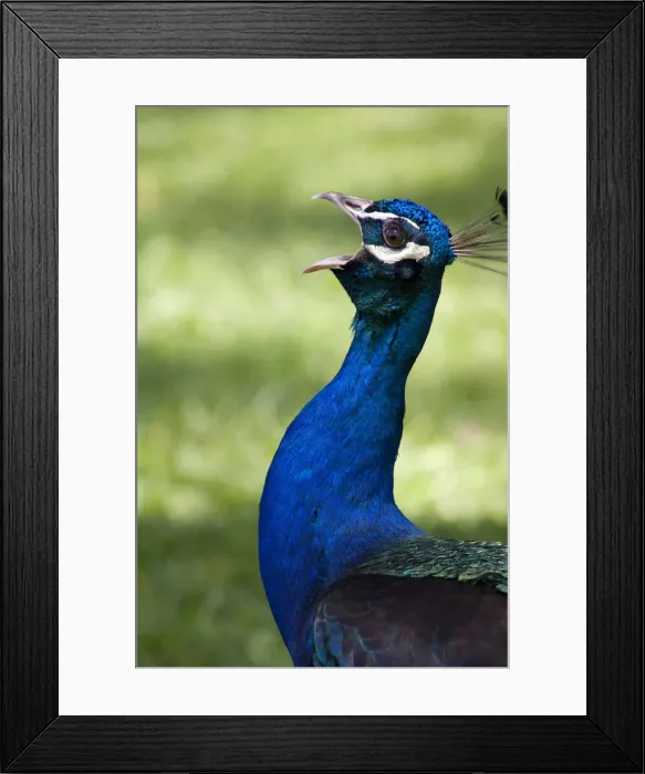 Framed Print : DDE-90034494 Framed Print : DDE-90034494