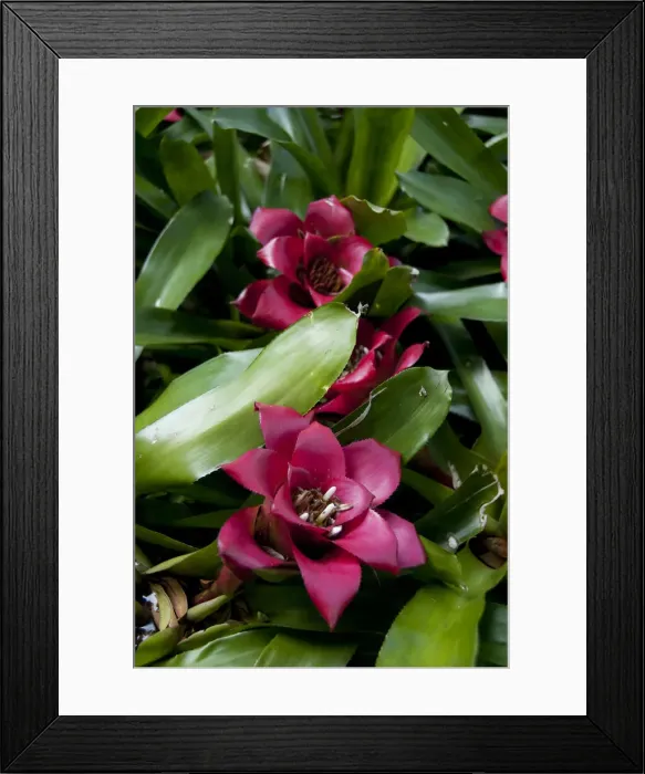Framed Print : DDE-90034512 Framed Print : DDE-90034512