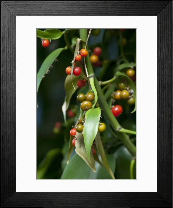 Framed Print : DDE-90034513 Framed Print : DDE-90034513