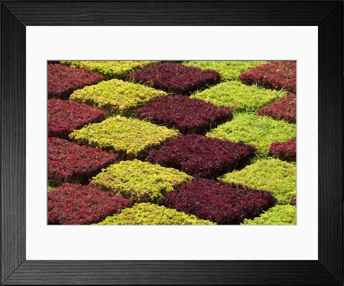 Framed Print : DDE-90034514 Framed Print : DDE-90034514