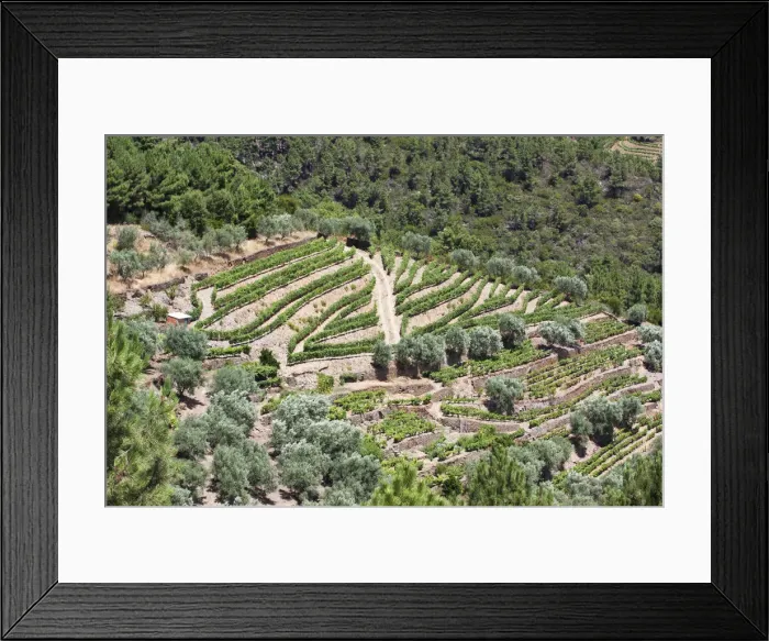 Framed Print : DDE-90034542