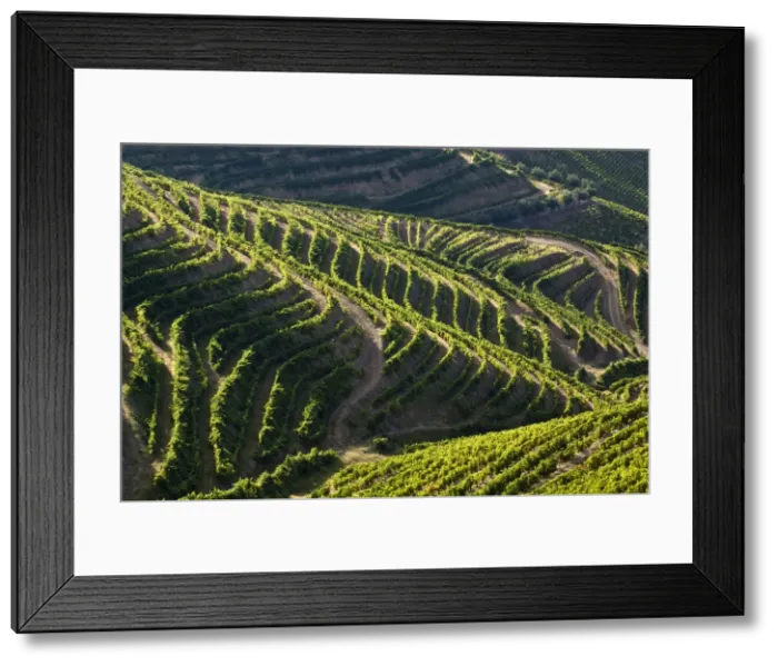 Framed Print : DDE-90034550 Framed Print : DDE-90034550