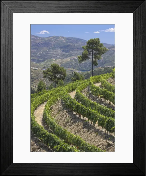 Framed Print : DDE-90034557 Framed Print : DDE-90034557