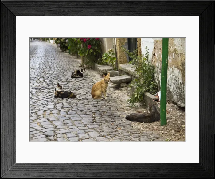 Framed Print : DDE-90034603 Framed Print : DDE-90034603