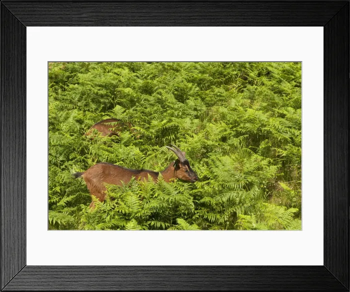 Framed Print : DDE-90034615 Framed Print : DDE-90034615