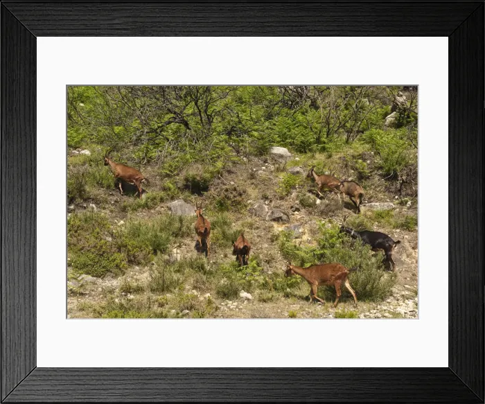Framed Print : DDE-90034616
