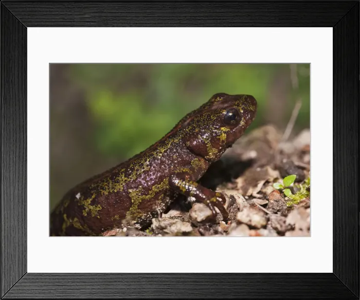 Framed Print : DDE-90034618 Framed Print : DDE-90034618