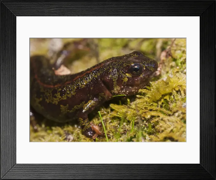 Framed Print : DDE-90034619 Framed Print : DDE-90034619