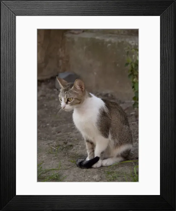 Framed Print : DDE-90034648 Framed Print : DDE-90034648