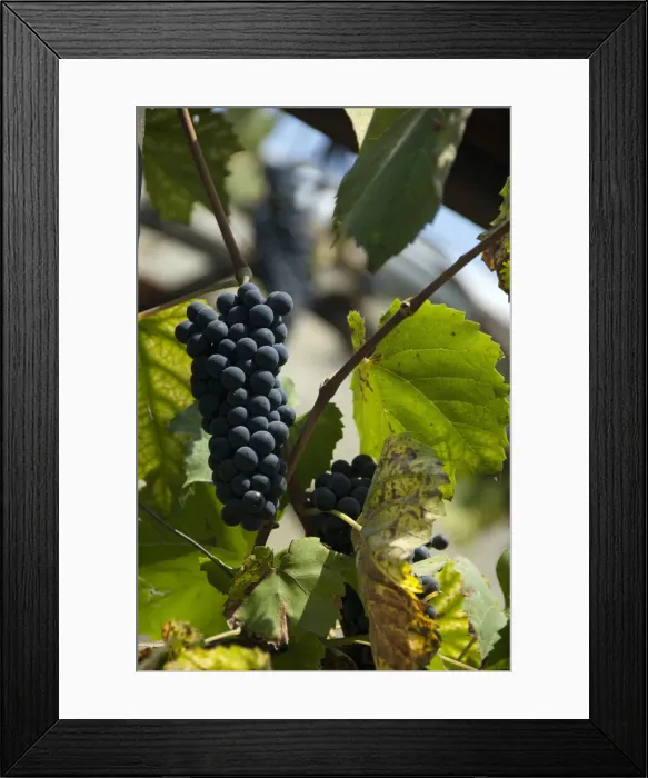 Framed Print : DDE-90034645 Framed Print : DDE-90034645