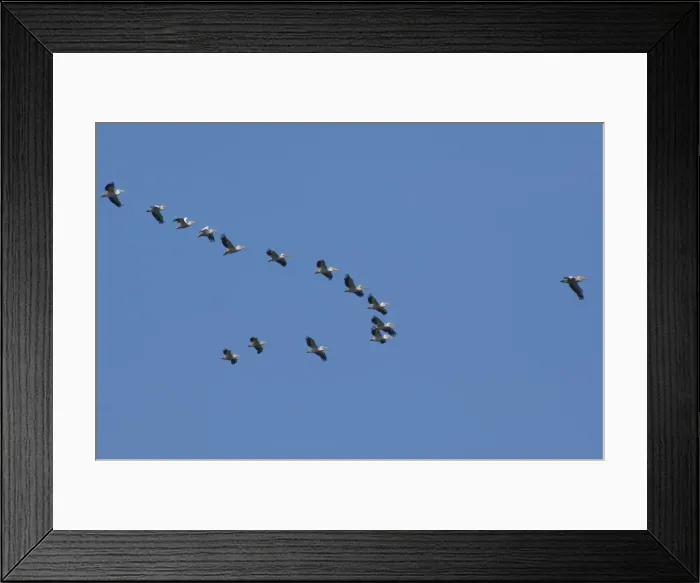 Framed Print : DDE-90034662 Framed Print : DDE-90034662
