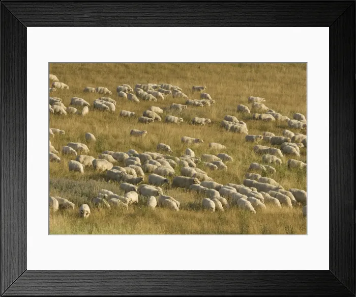 Framed Print : DDE-90034675 Framed Print : DDE-90034675
