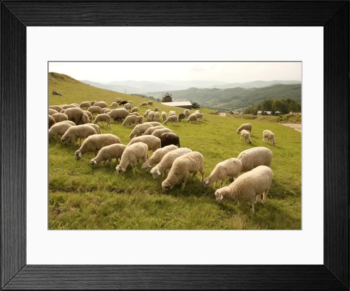 Framed Print : DDE-90034677 Framed Print : DDE-90034677