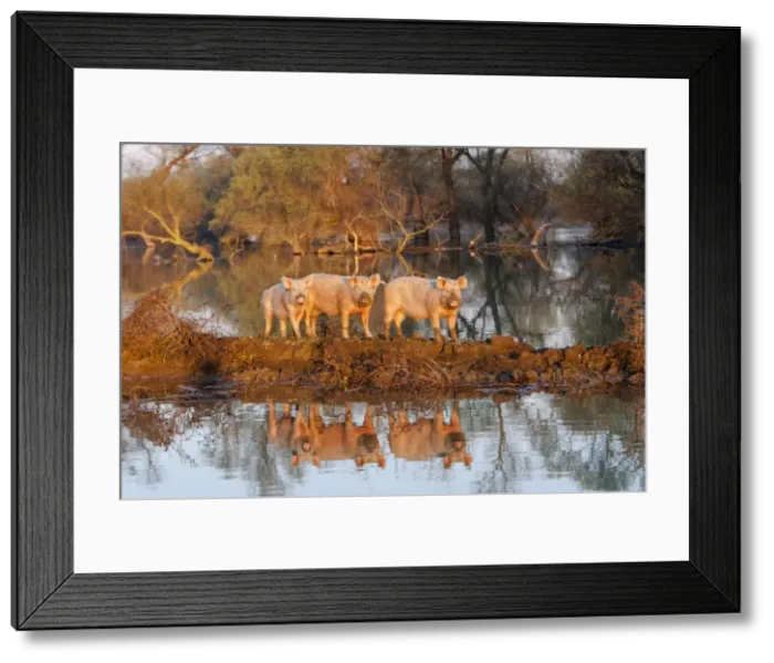 Framed Print : DDE-90034691 Framed Print : DDE-90034691