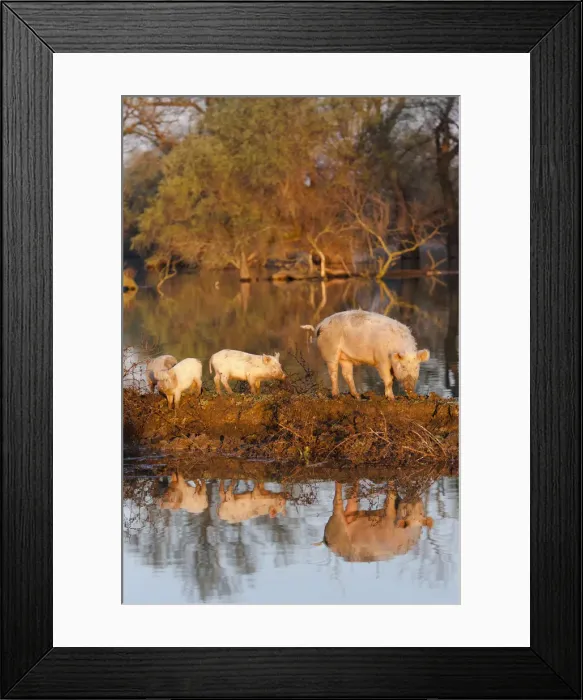 Framed Print : DDE-90034692 Framed Print : DDE-90034692