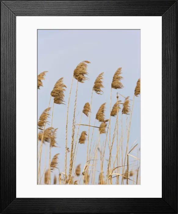 Framed Print : DDE-90034697 Framed Print : DDE-90034697