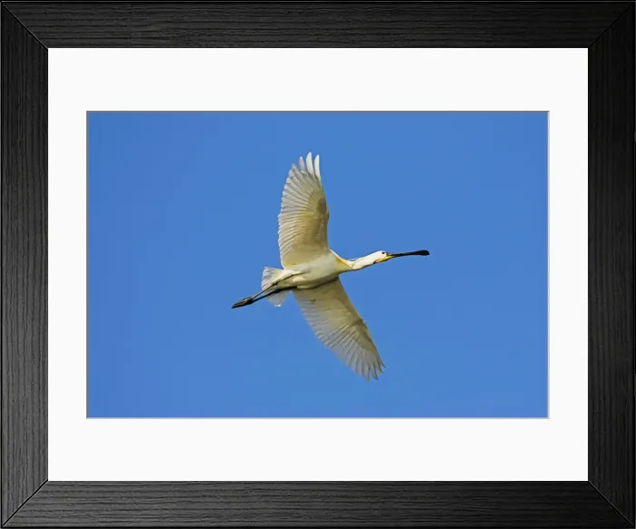Framed Print : DDE-90034698