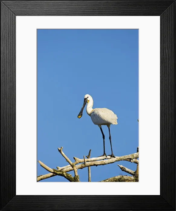Framed Print : DDE-90034699